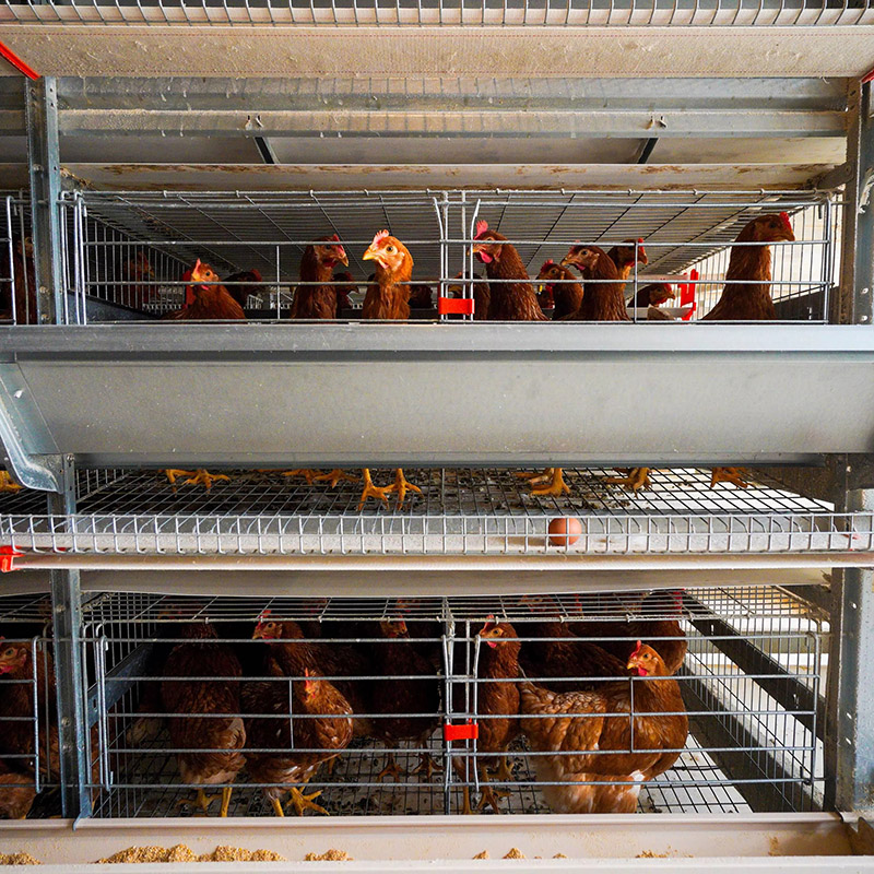 自动养鸡笼