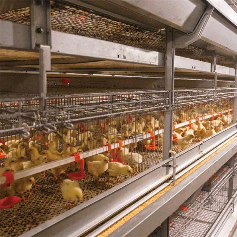 自动养鸡笼